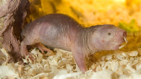 naked mole rat live cam|Second Live Naked Mole